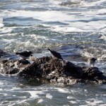 Water Birds, Seal Rock Beach, Oregon