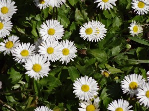 Tiny Daisies