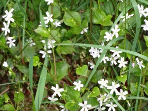 Wild Flowers