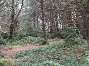 Winter Trees Ona Beach, Oregon