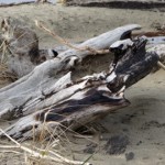 Chunk of driftwood. Driftwood Beach, Oregon