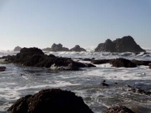 Little birds, big surf. Seal Rock Beach, Oregon