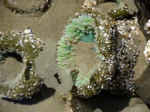 Tide pool treasures. Seal Beach, Oregon