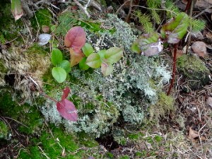 Mossy Rock, Ona Beach, Oregon