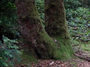 Moss covered tree on the path to Ona Beach