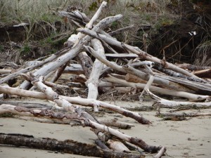 Driftwood Pile at Alsea Bay, Oregon