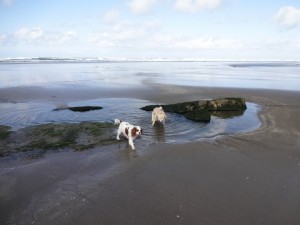 Gabby & Bailey, Sunday at Cannon Beach.