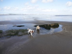 Gabby & Bailey, Sunday at Cannon Beach. 