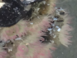 Low Tide at Cannon Beach