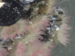 Low Tide at Cannon Beach 