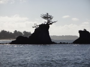 Tenacious Trees of Lincoln City, Orgeon