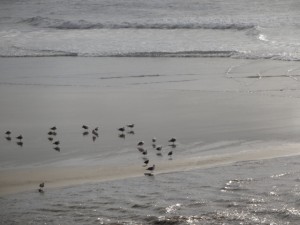 Shore birds, Yachats, Oregon