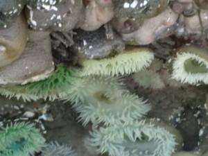 Tide pool at Ona Beach