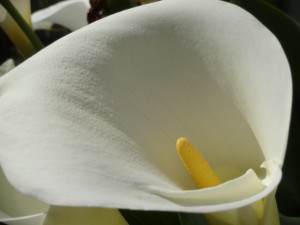 Calla Lily