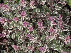 Tri-color sage