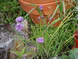 Chives